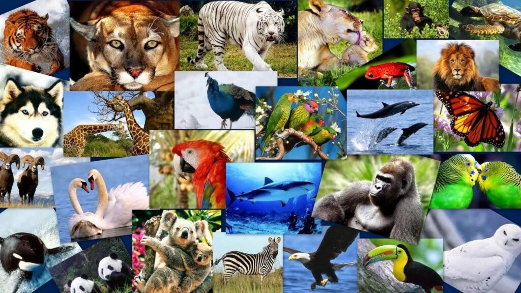 Animales vertebrados [Curiosidades y Datos de interes]