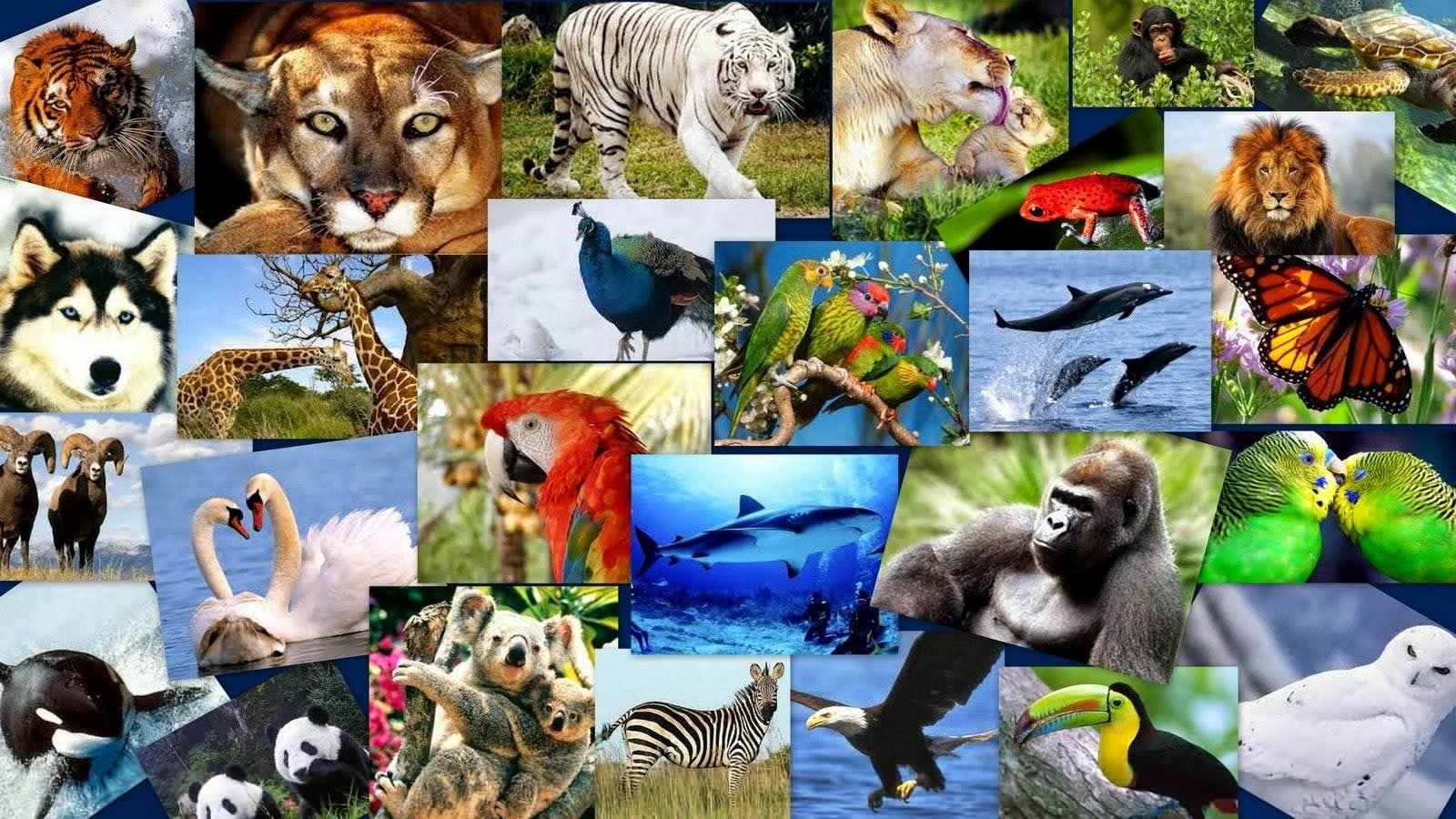 Animales vertebrados [Curiosidades y Datos de interes]