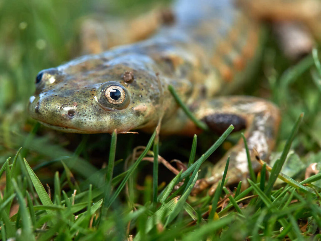 Curiosidades del Gallipato ¡Un animal poco conocido!