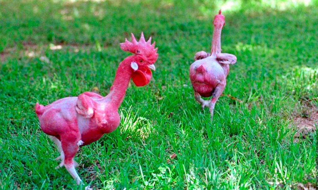 +30 Curiosidades sobre las Aves sin plumas ¡Que ni te imaginas!