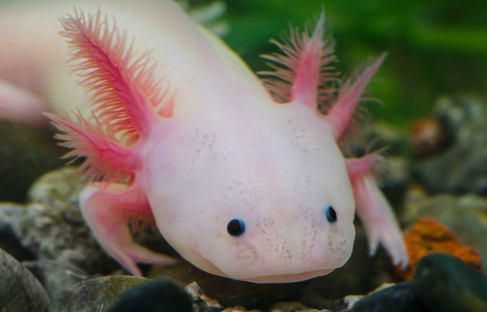  50 Curiosidades Del Ajolote Un Animal Amado En M xico