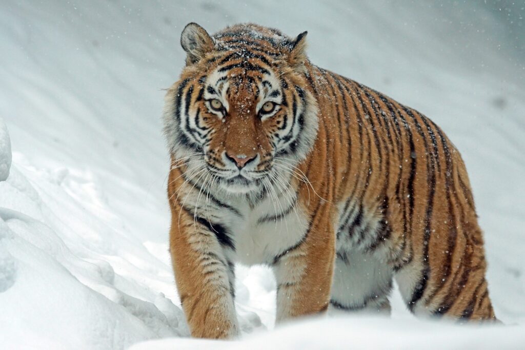 +50 Curiosidades sobre el Tigre siberiano ¡SORPRENDENTES!