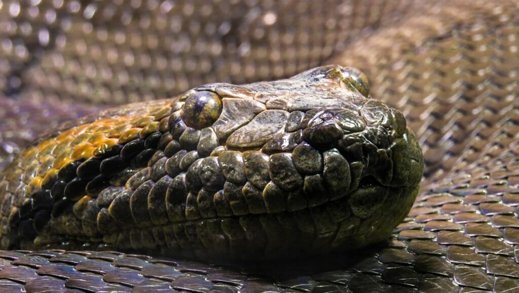 Curiosidades sobre la anaconda