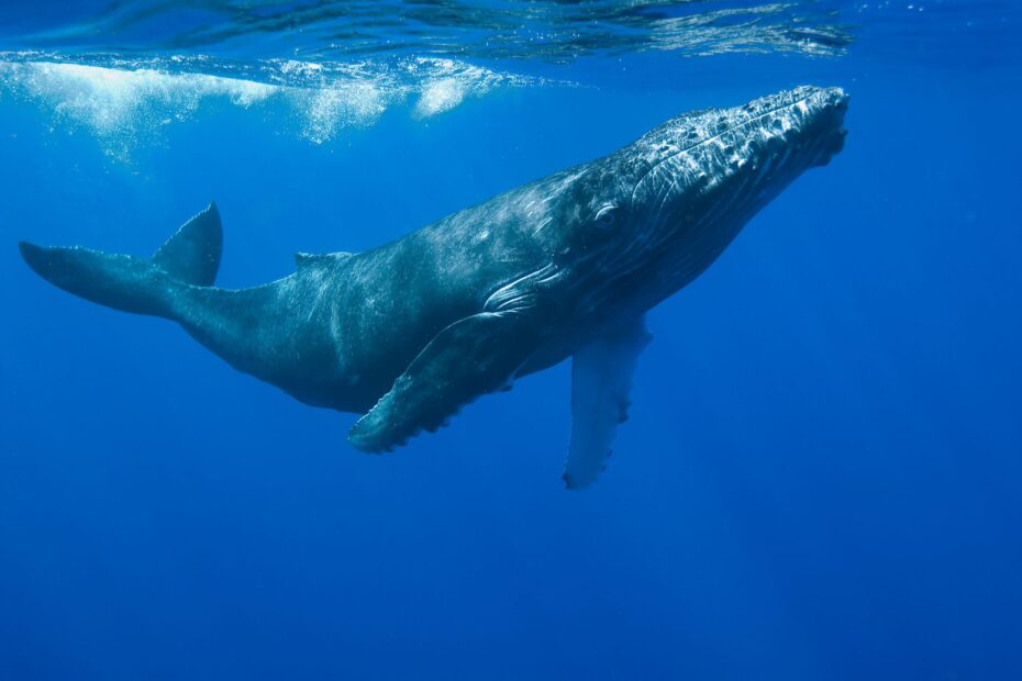 Listado con curiosidades sobre las ballenas
