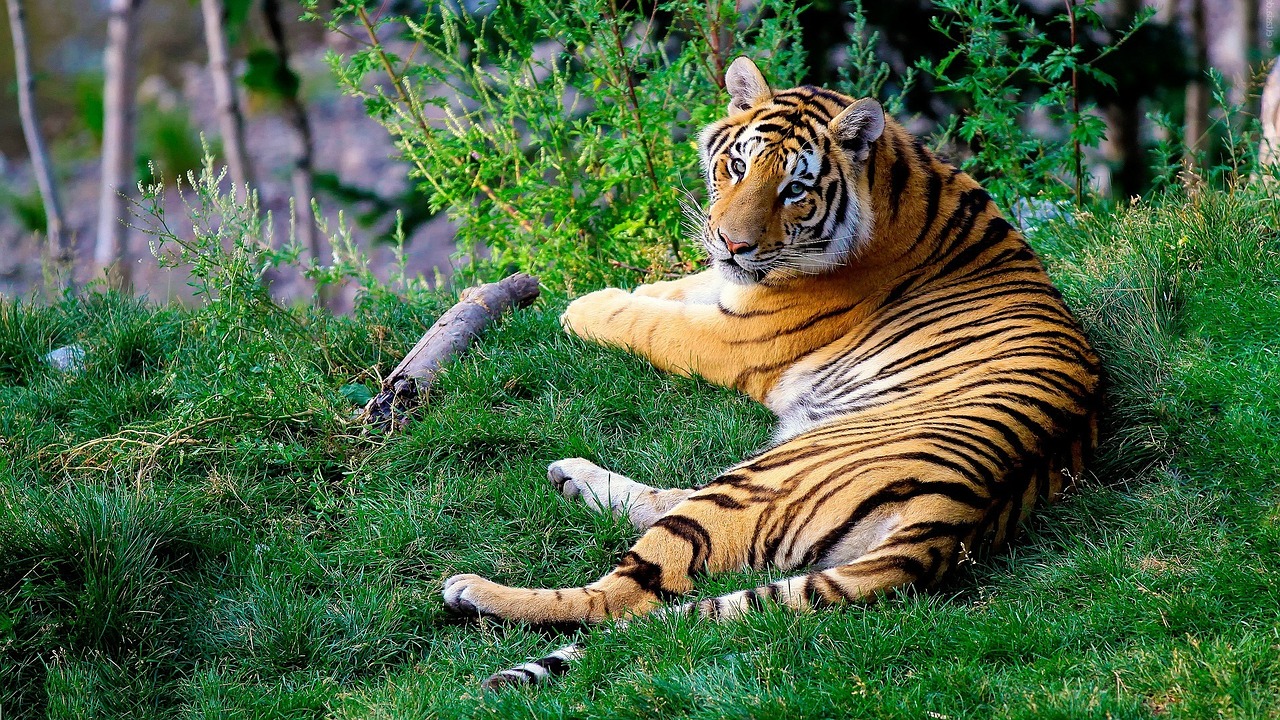 +45 Curiosidades del Tigre de bengala: Conoce este exótico animal