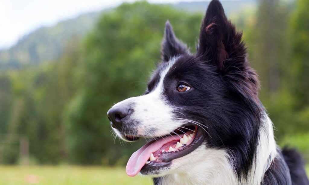 +40 Curiosidades del Border collie: El perro de la realeza