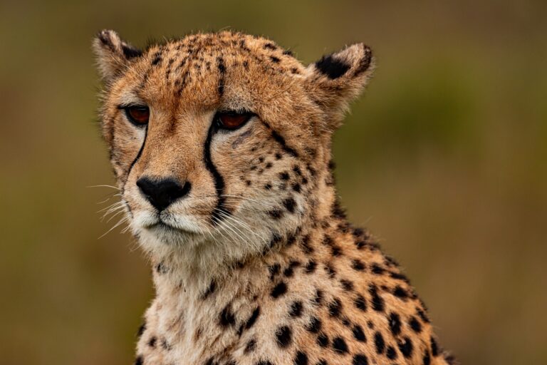 Quien Es Mas Rapido El Guepardo O El Leopardo