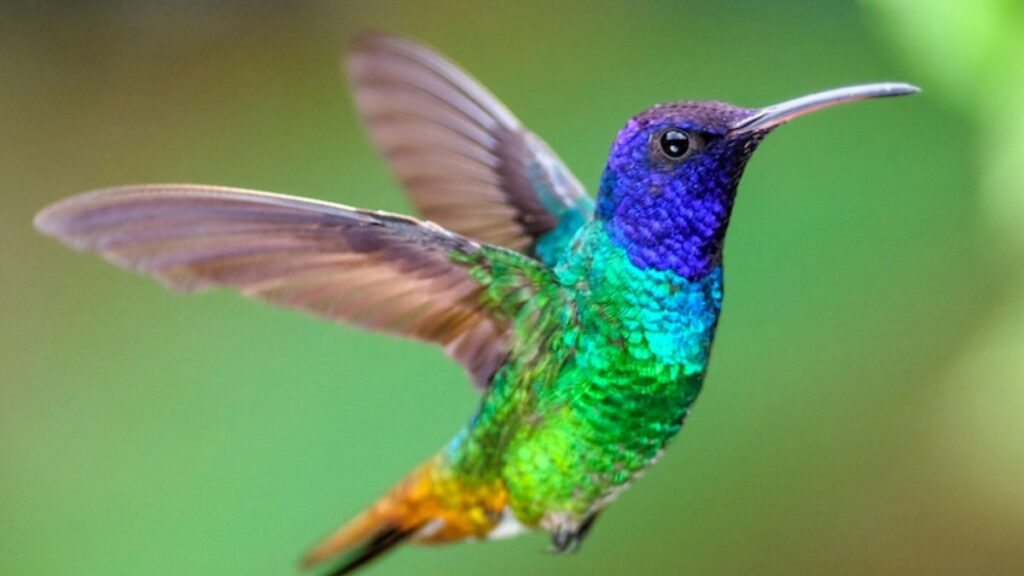 +66 Curiosidades de los colibríes: El ave más pequeña del mundo