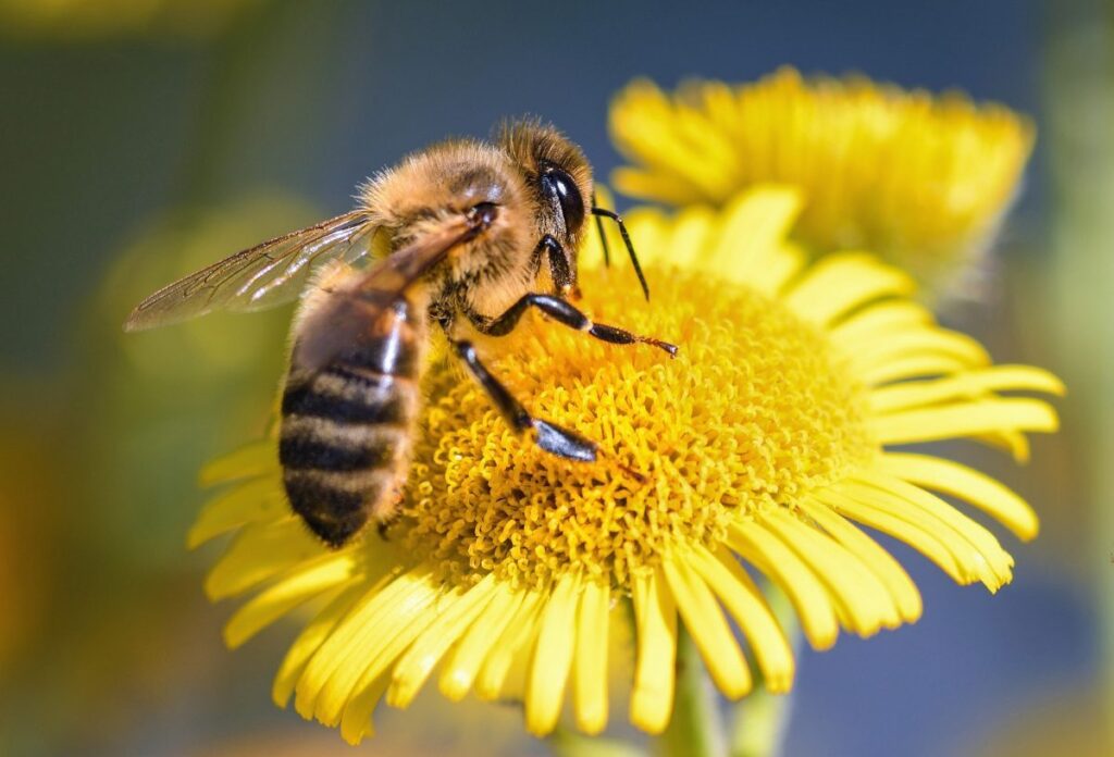 Curiosidades sobre las abejas