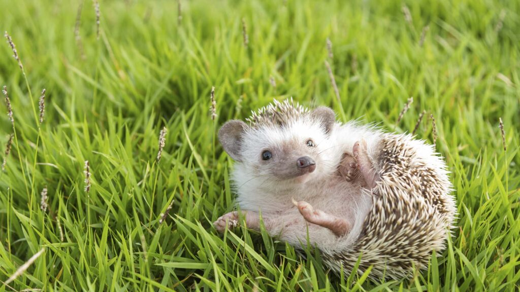 +50 Curiosidades sobre los Erizos de tierra ¡CONOCELOS!