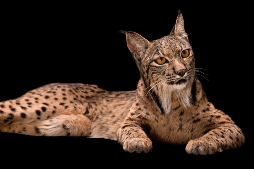 +50 Curiosidades de felinos salvajes ¡Los mejores cazadores del reino animal!