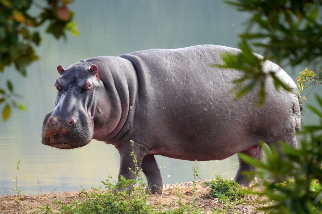 +44 Curiosidades de los Hipopótamos: Más temibles que los leones