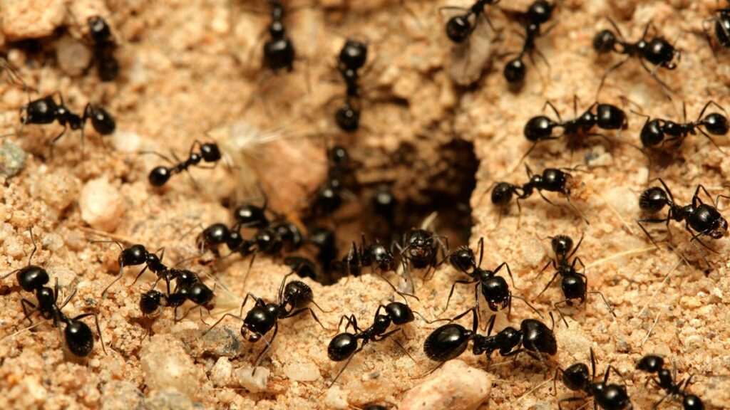 +39 Curiosidades de las Hormigas: Conoce a estos pequeños insectos