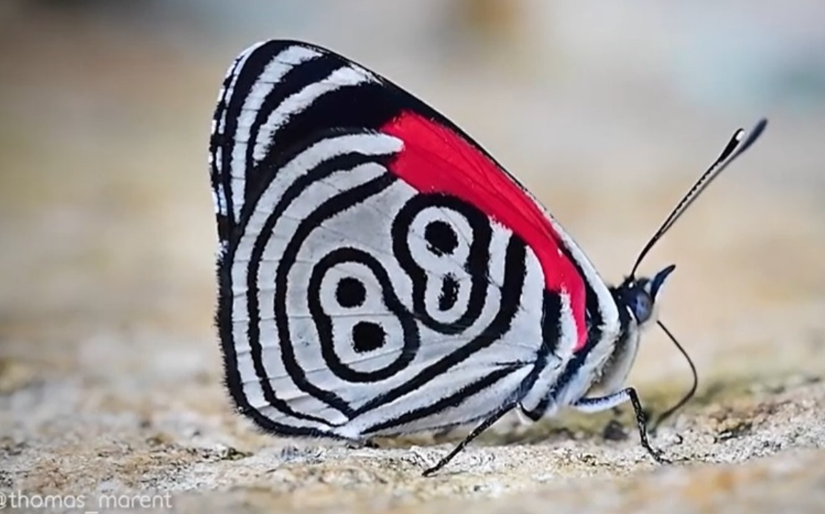 +42 Curiosidades sobre las Mariposas: Datos de este hermoso insecto