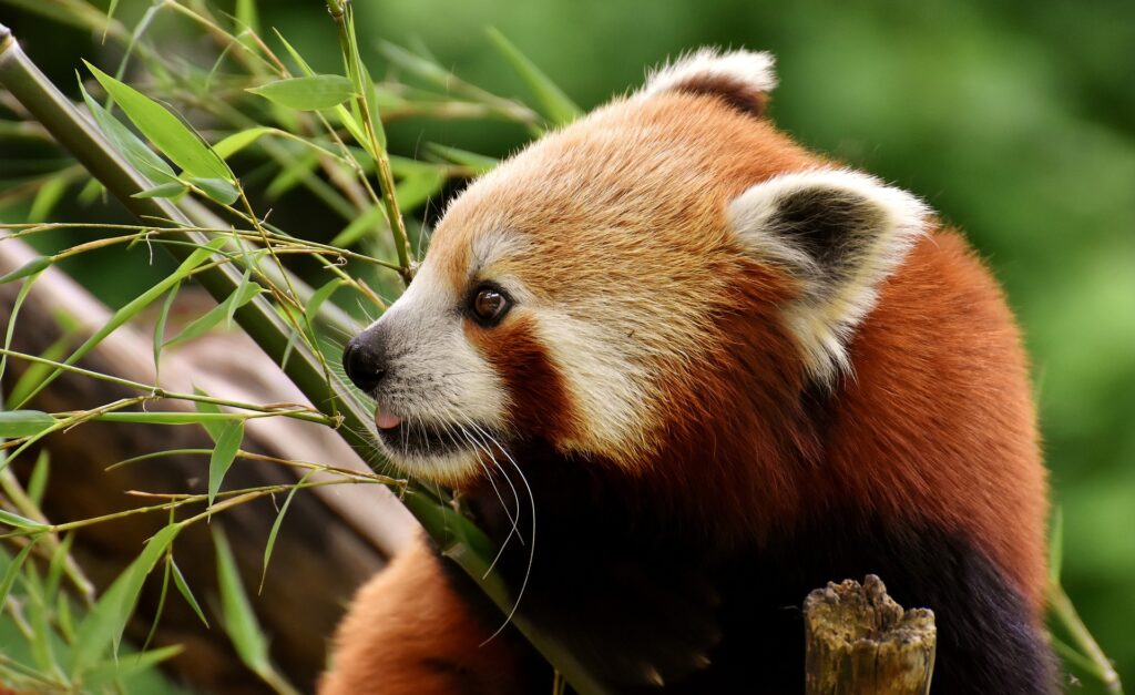 +50 Curiosidades del Panda rojo de China ¡Datos unicos!