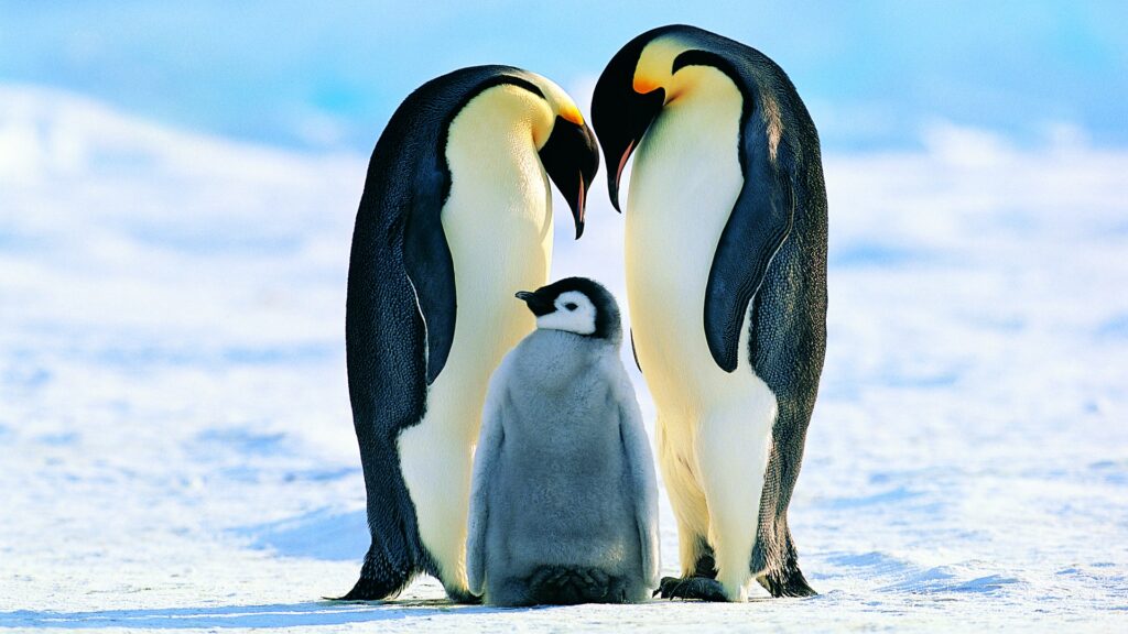+57 Curiosidades de los Pingüinos: Unas aves muy románticas