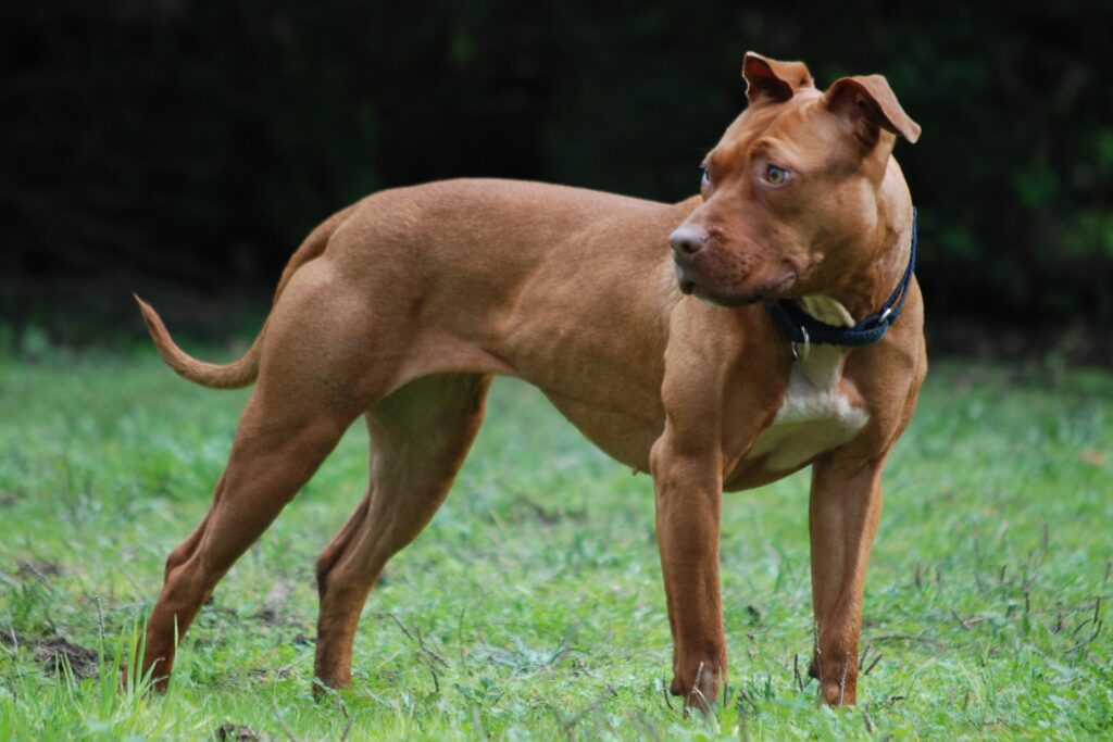Curiosidades sobre los pitbull