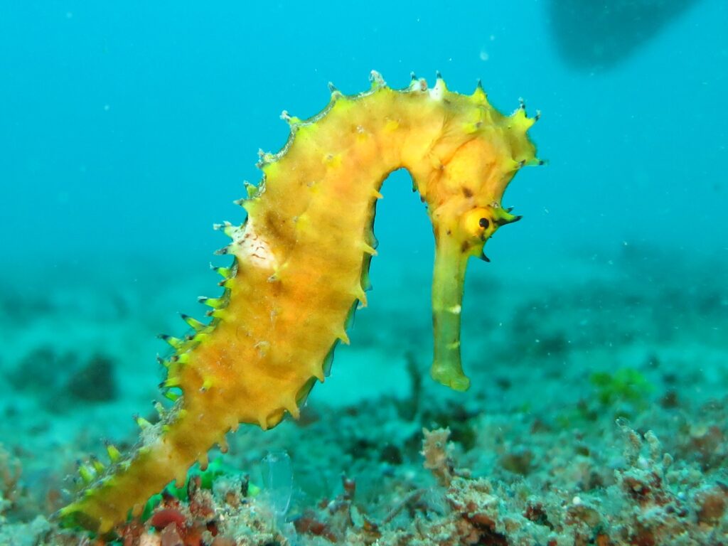+60 Curiosidades del Caballito de mar (Datos sumamente curiosos)