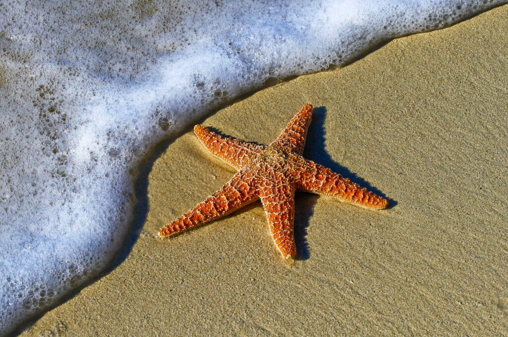 Curiosidades de las estrellas de mar