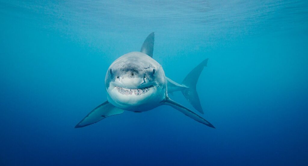 +34 Curiosidades de los Tiburones (Datos del rey de los mares)