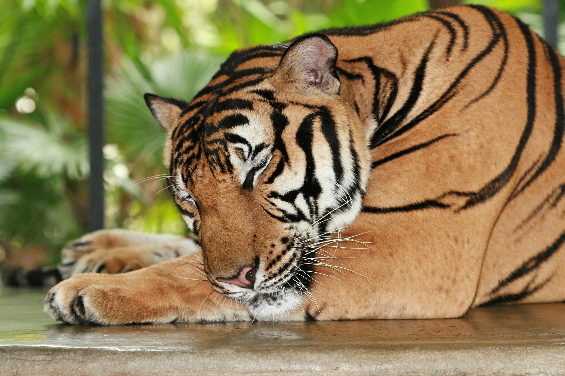 45 Curiosidades Del Tigre De Bengala Conoce Este Ex tico Animal 45 Curiosidades Del Tigre De Bengala Conoce Este Ex tico Animal