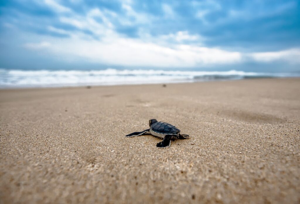 +60 Curiosidades sobre las Tortugas: Los animales más antiguos del planeta