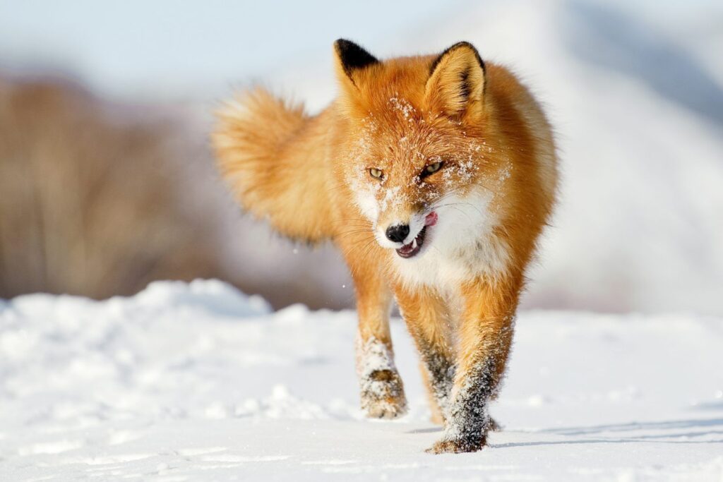+57 Curiosidades de los Zorros: Datos sobre estos astutos animales