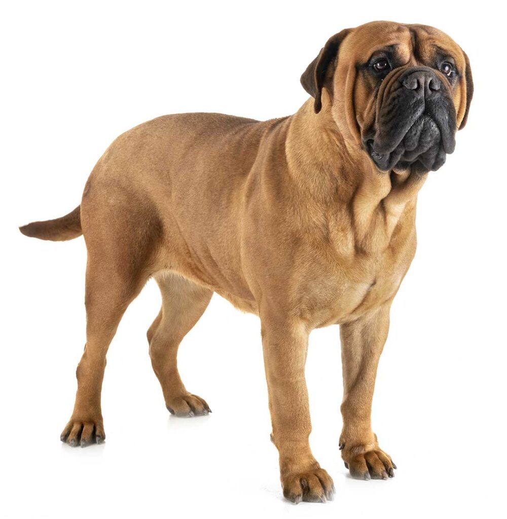 Curiosidades del bullmastiff