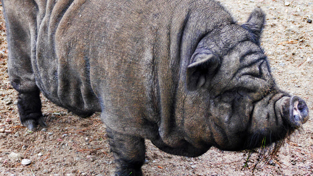 Curiosidades del cerdo vietnamita