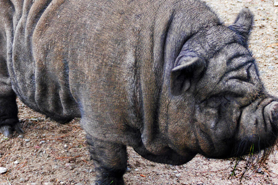 Curiosidades del cerdo vietnamita