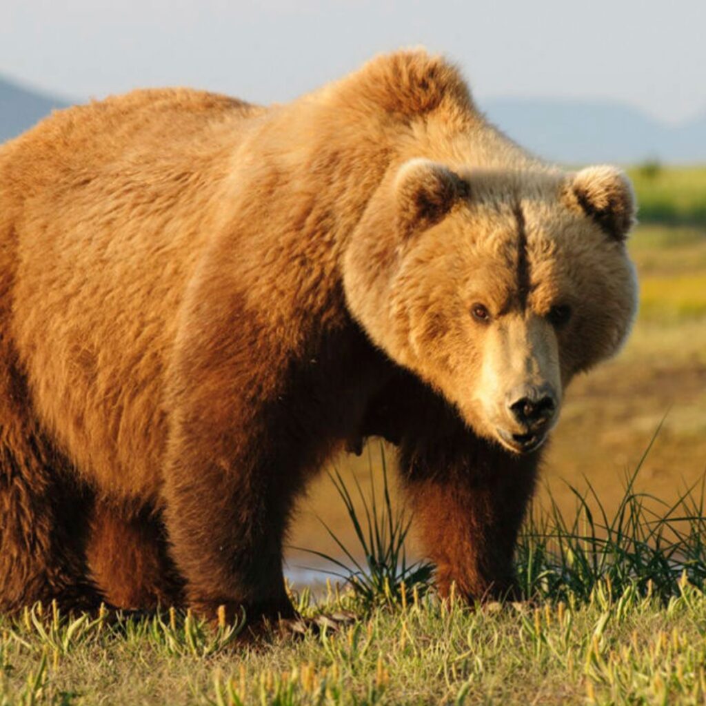Curiosidades del oso grizzly.