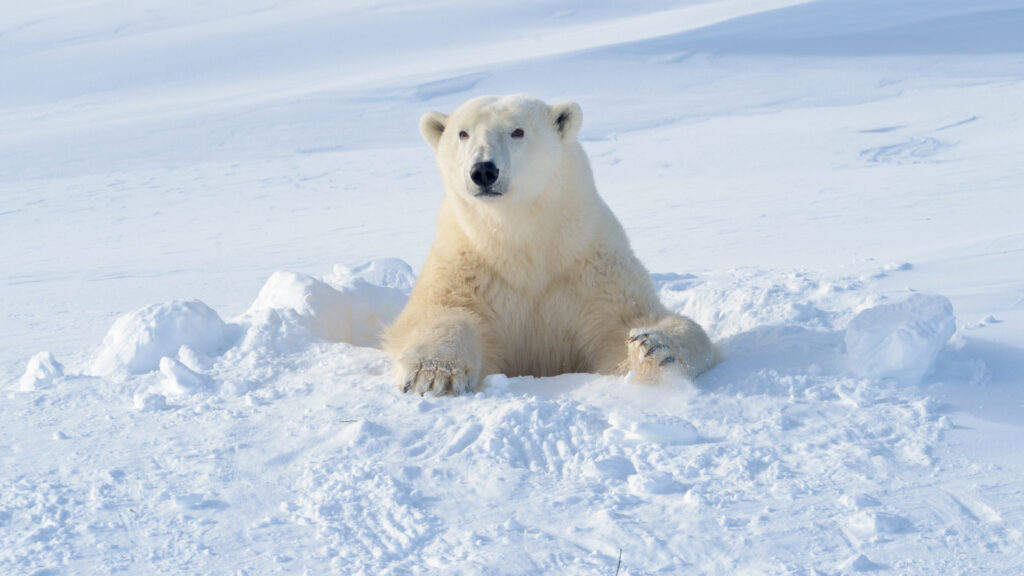 Datos interesantes acerca del oso polar.