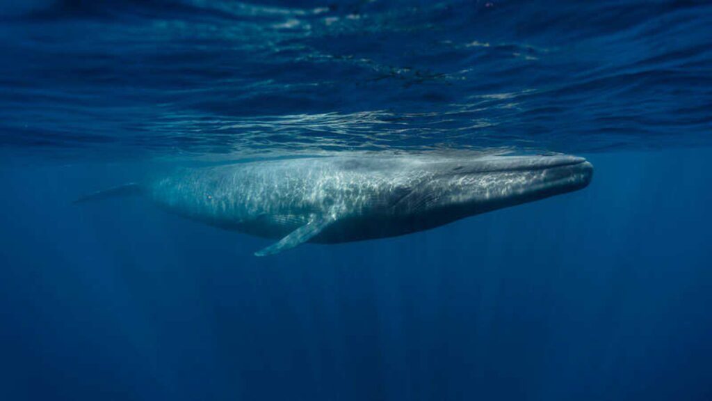 Curiosidades de la ballena