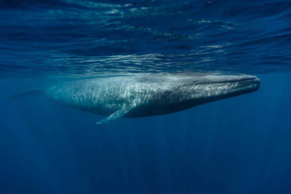 Curiosidades de la ballena