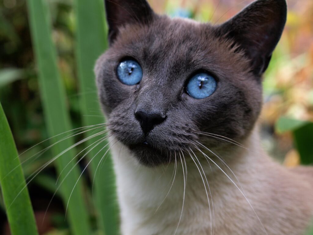 Curiosidades del gato siames
