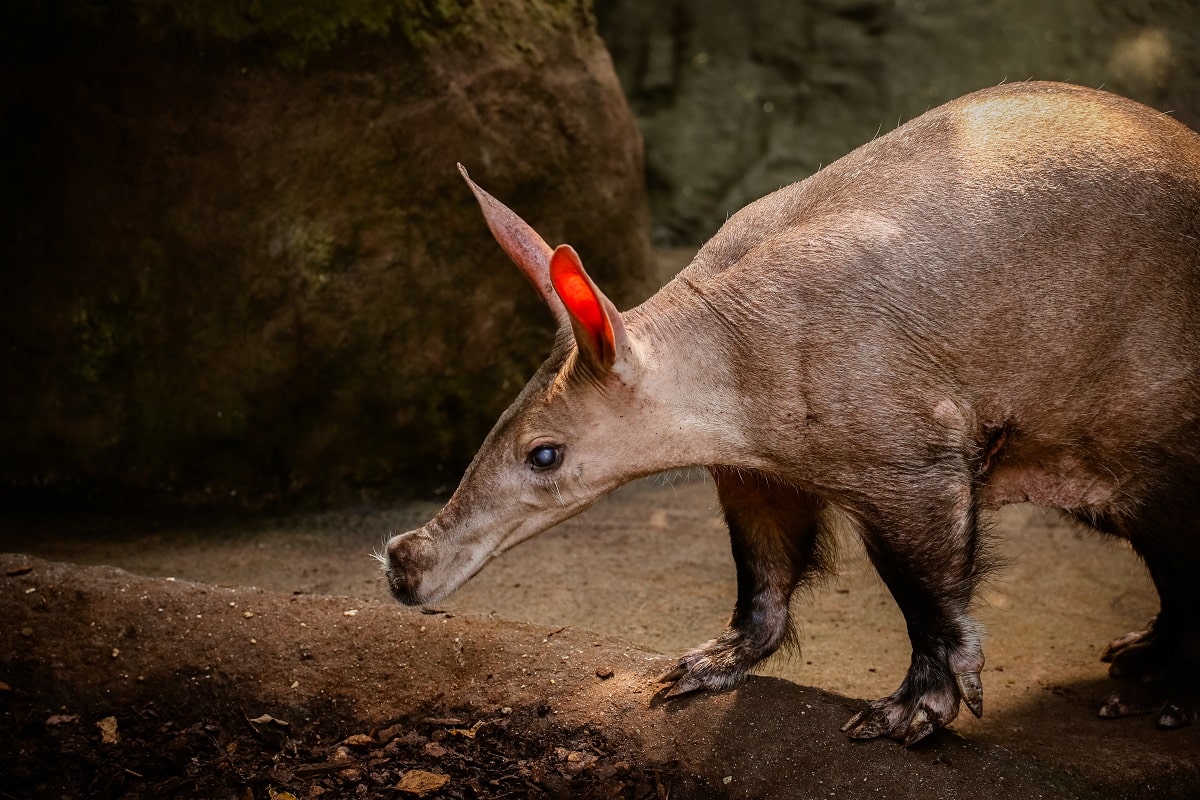 Curiosidades del cerdo hormiguero
