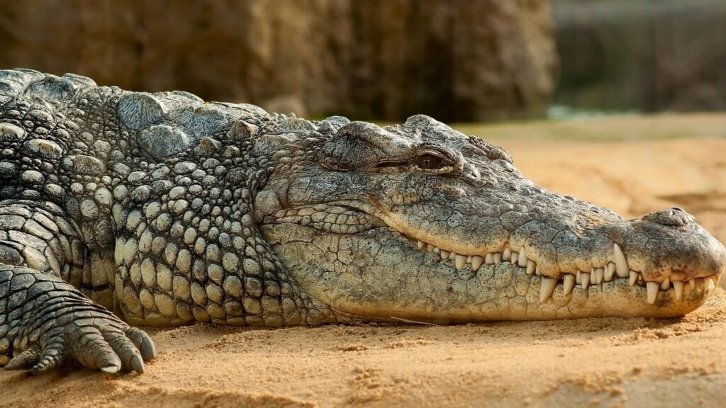 Curiosidades de los animales carnivoros