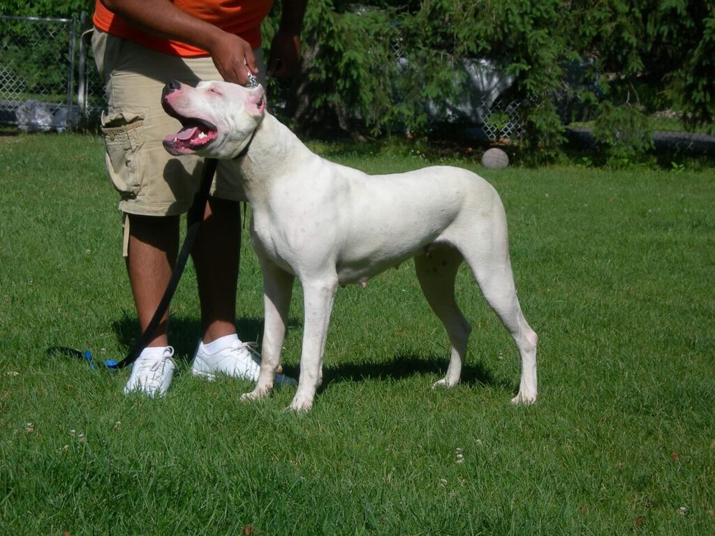 Curiosidades del dogo argentino