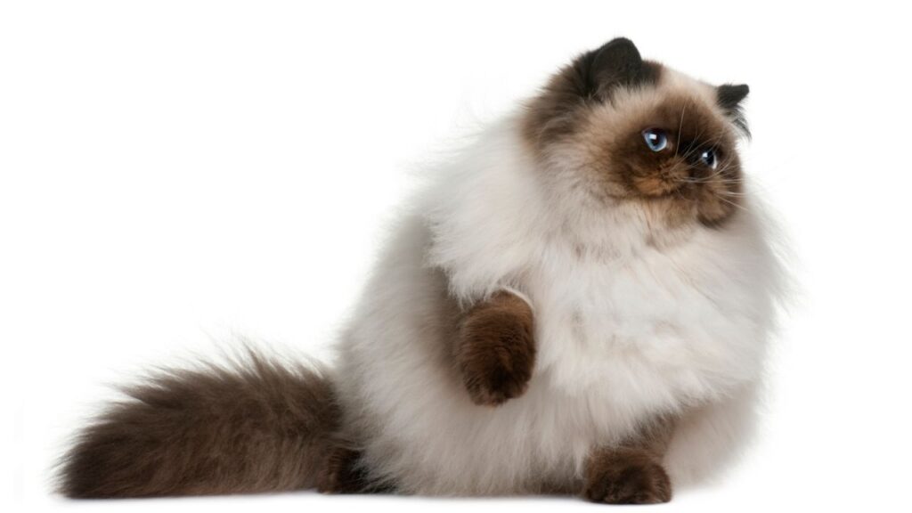 Curiosidades del gato himalayo