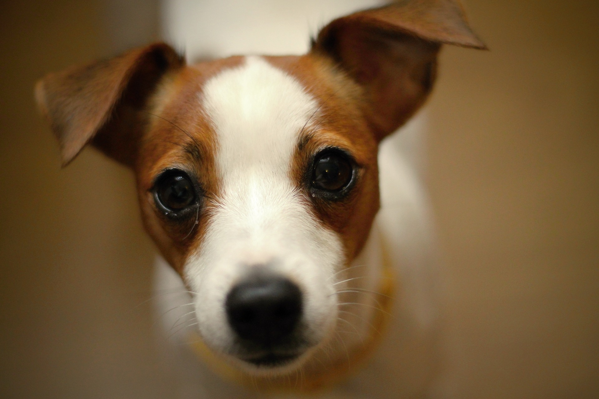 Curiosidades de los jack russell terriers