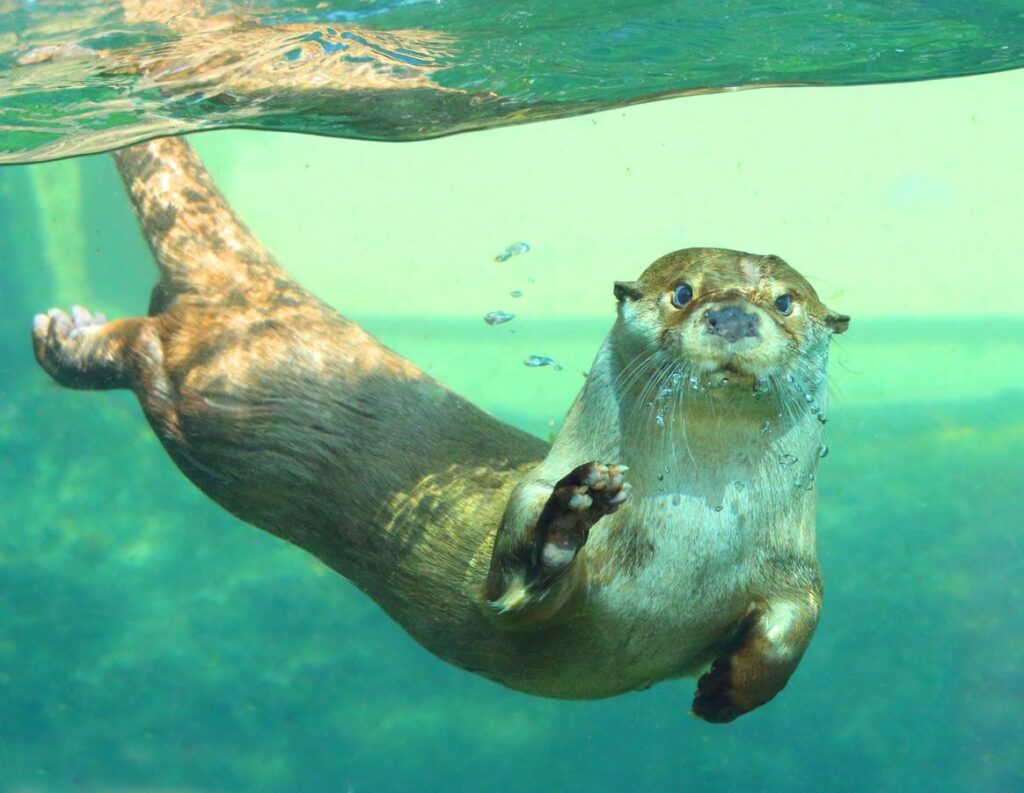 Curiosidades de la Nutria