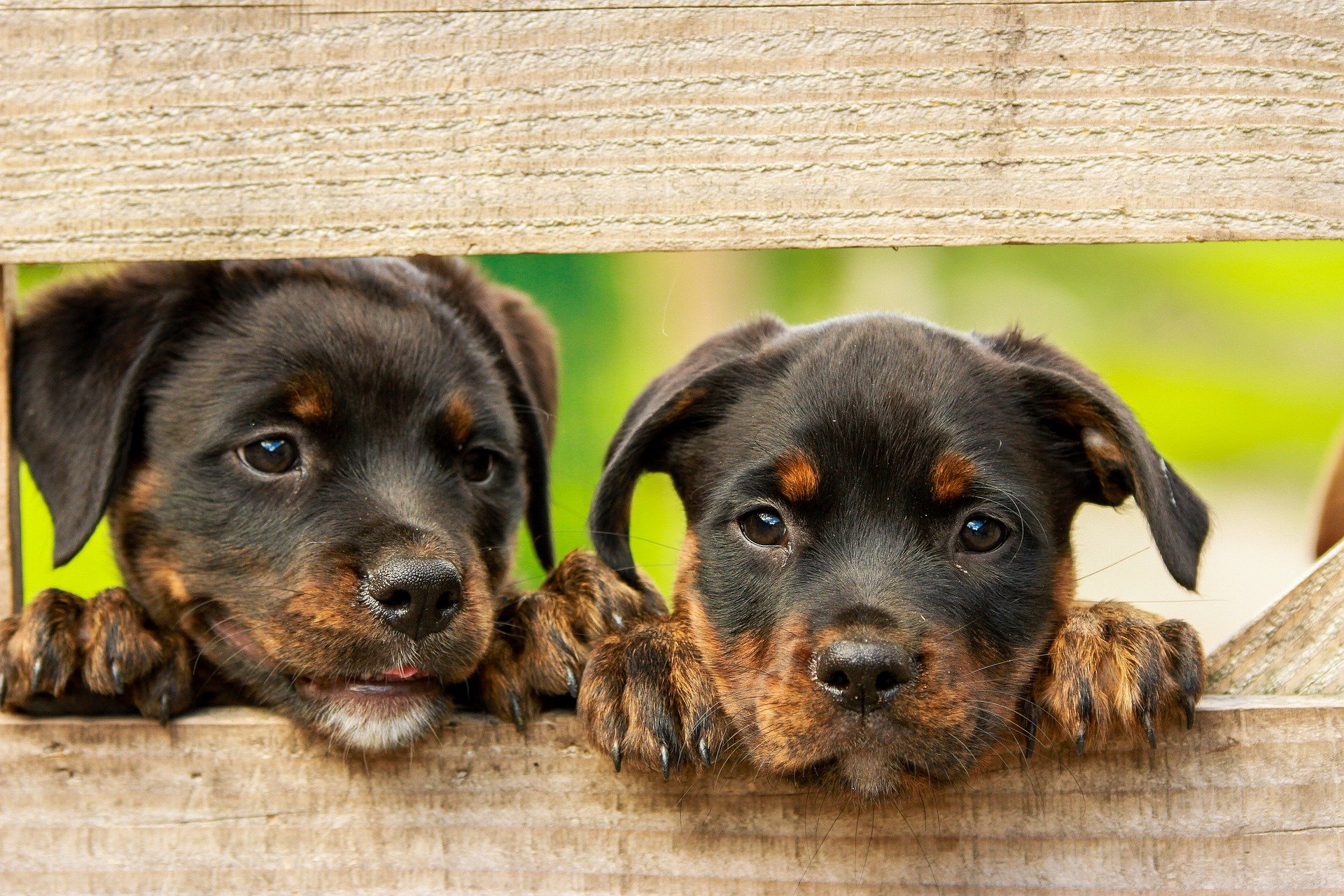 Curiosidades del rotweiller