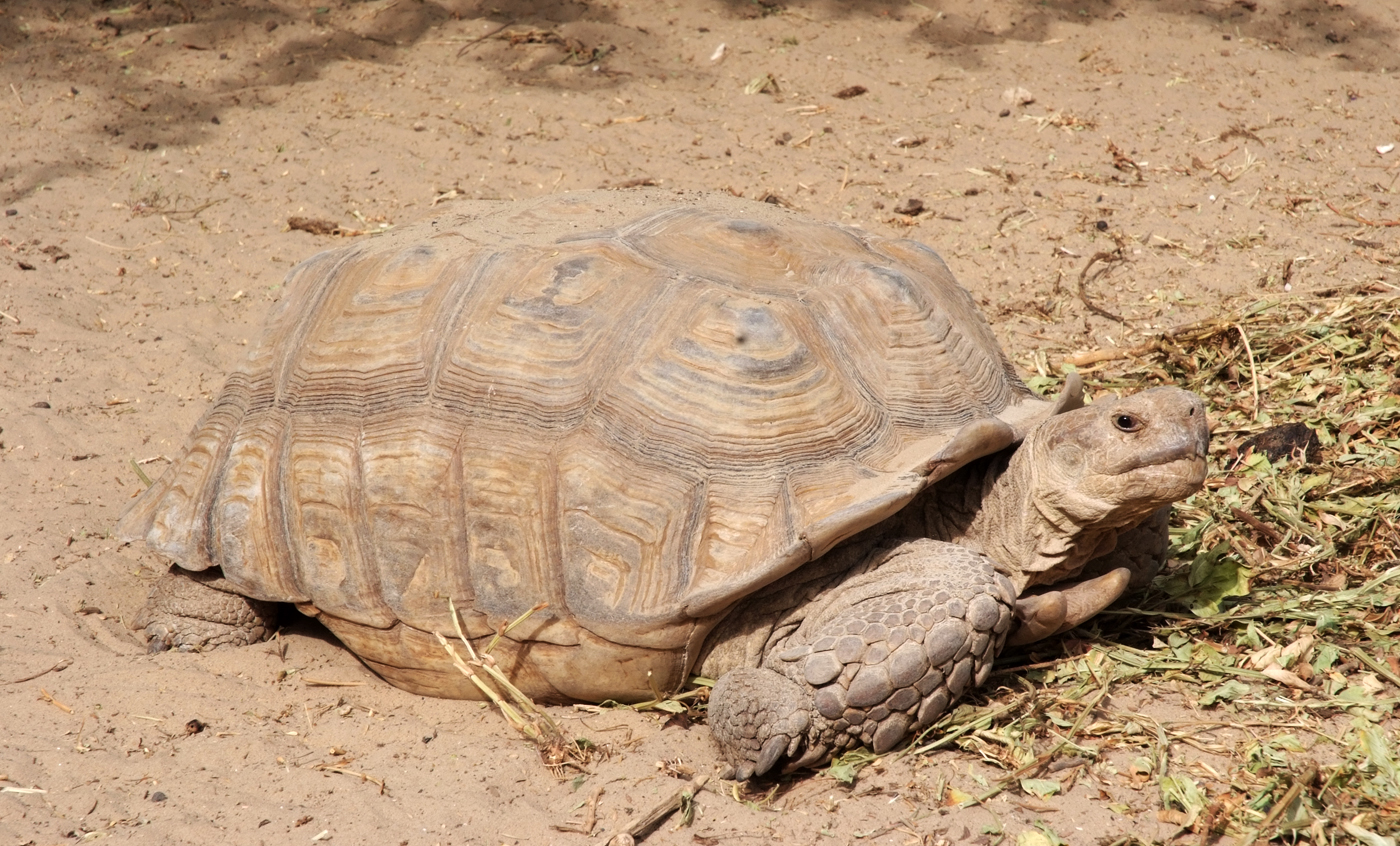 curiosidades sobre la tortuga africana