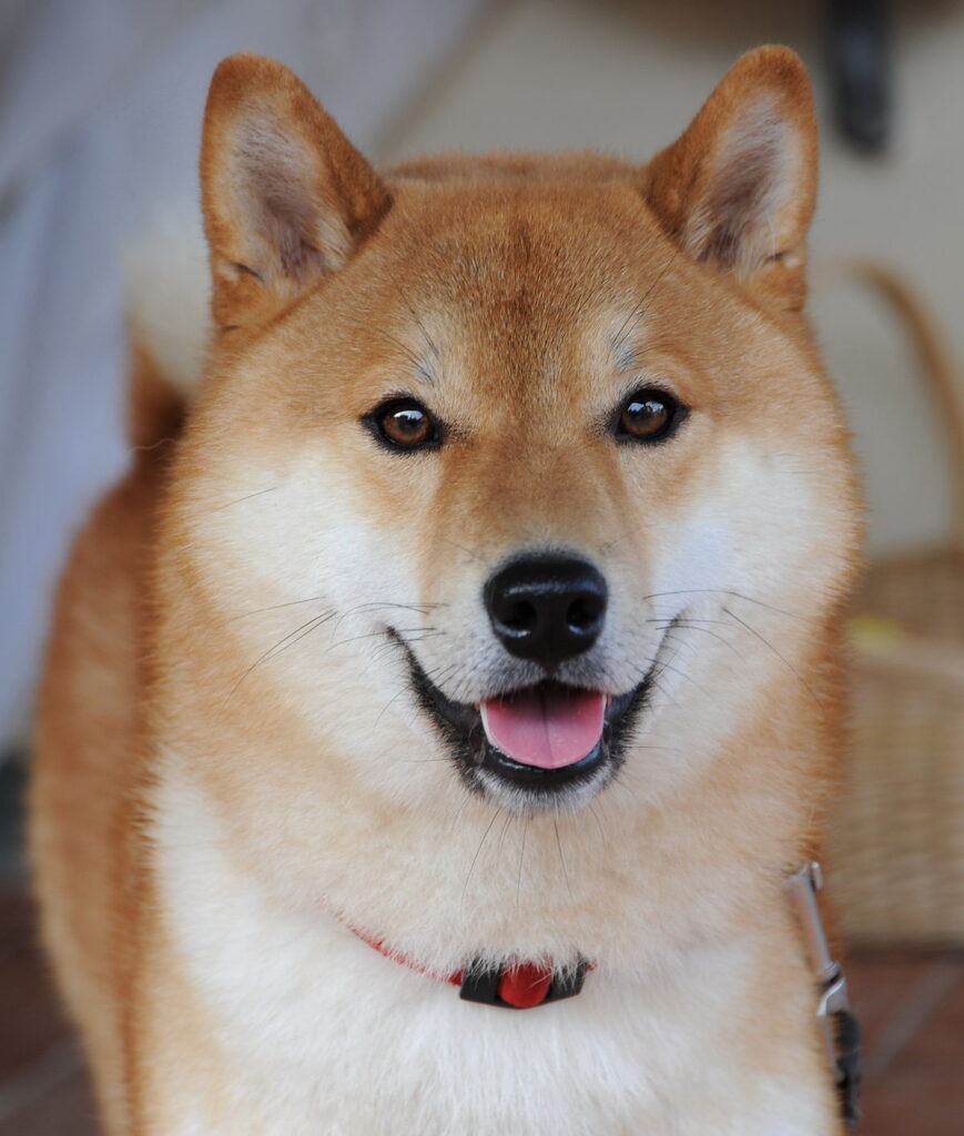 Curiosidades del shiba inu.