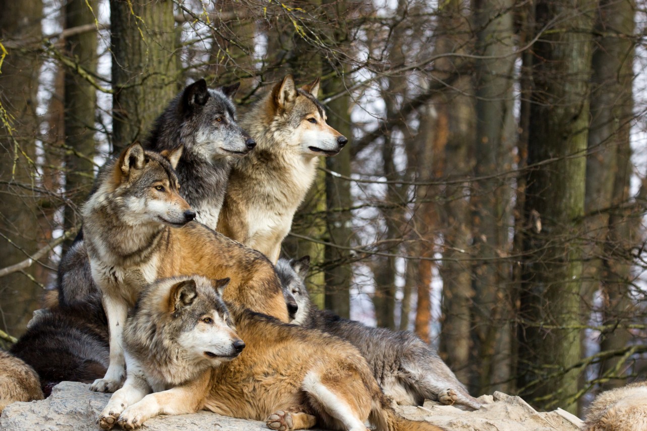 Curiosidades de los animales gregarios.
