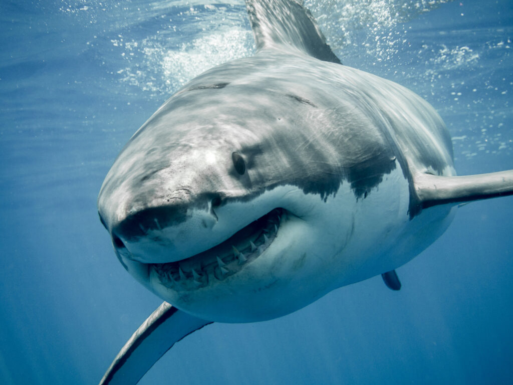 Curiosidades del tiburón blanco.