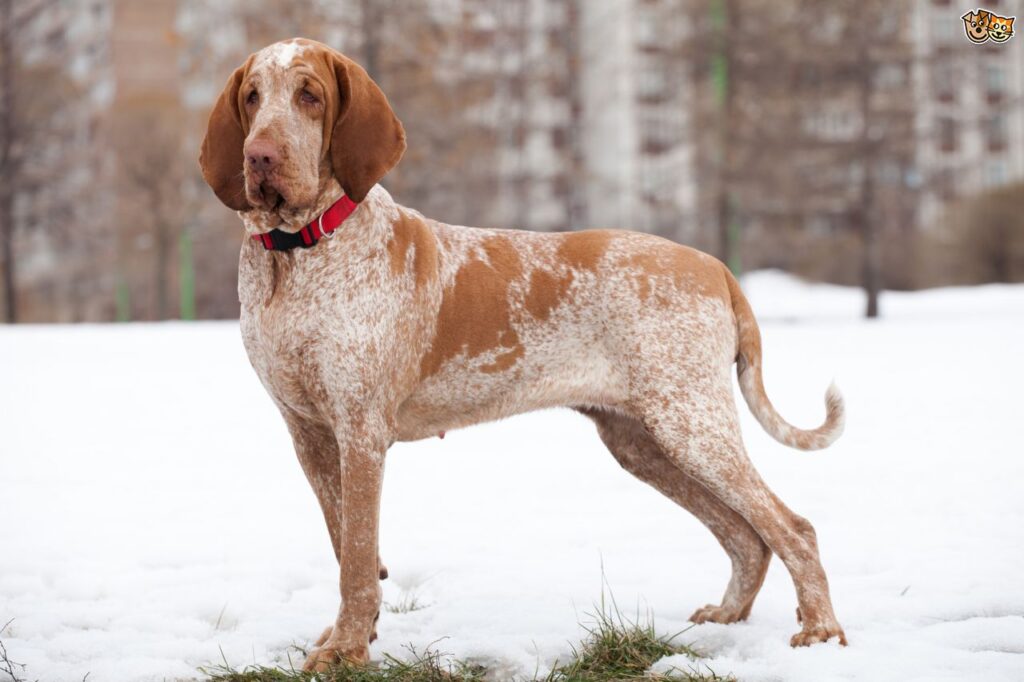 Curiosidades del braco italiano