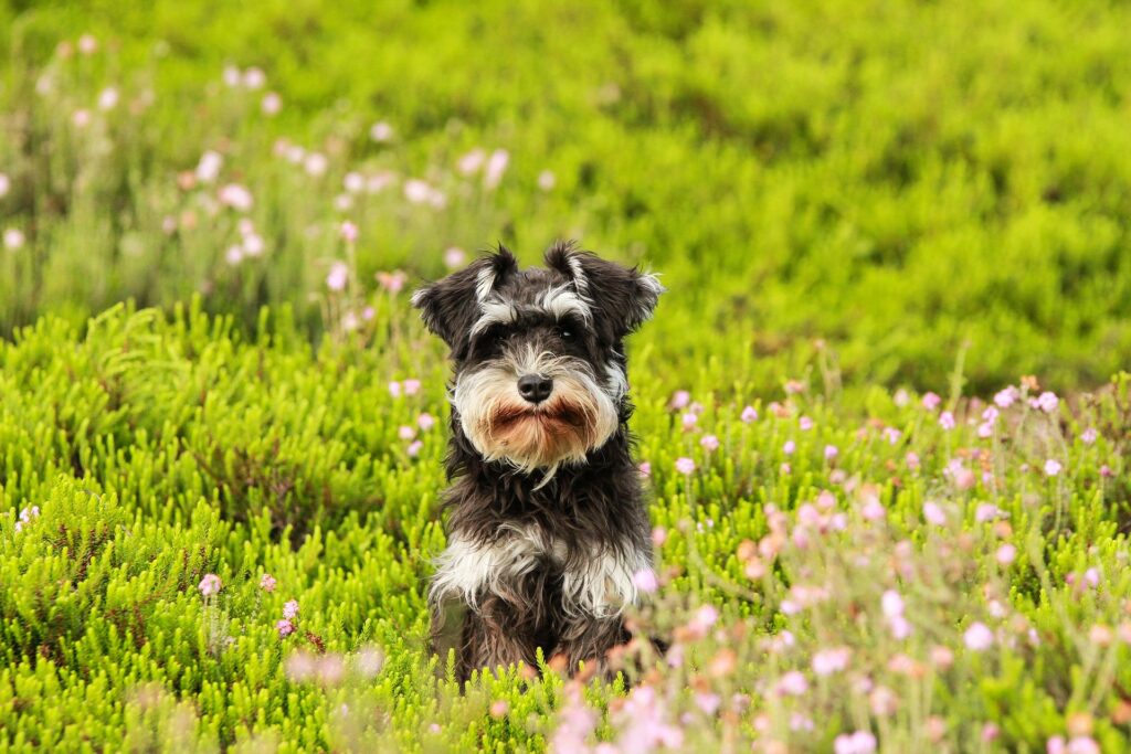 +60 Curiosidades del Schnauzer (Perro de origen Alemán)
