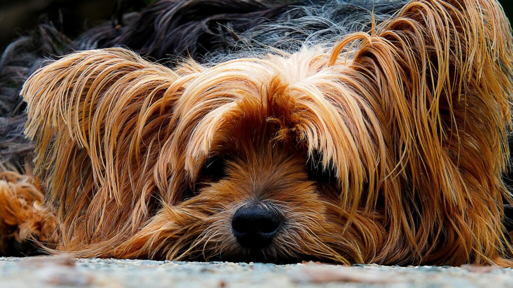 +45 Curiosidades sobre el Yorkshire terrier: De las razas de perro más pequeña