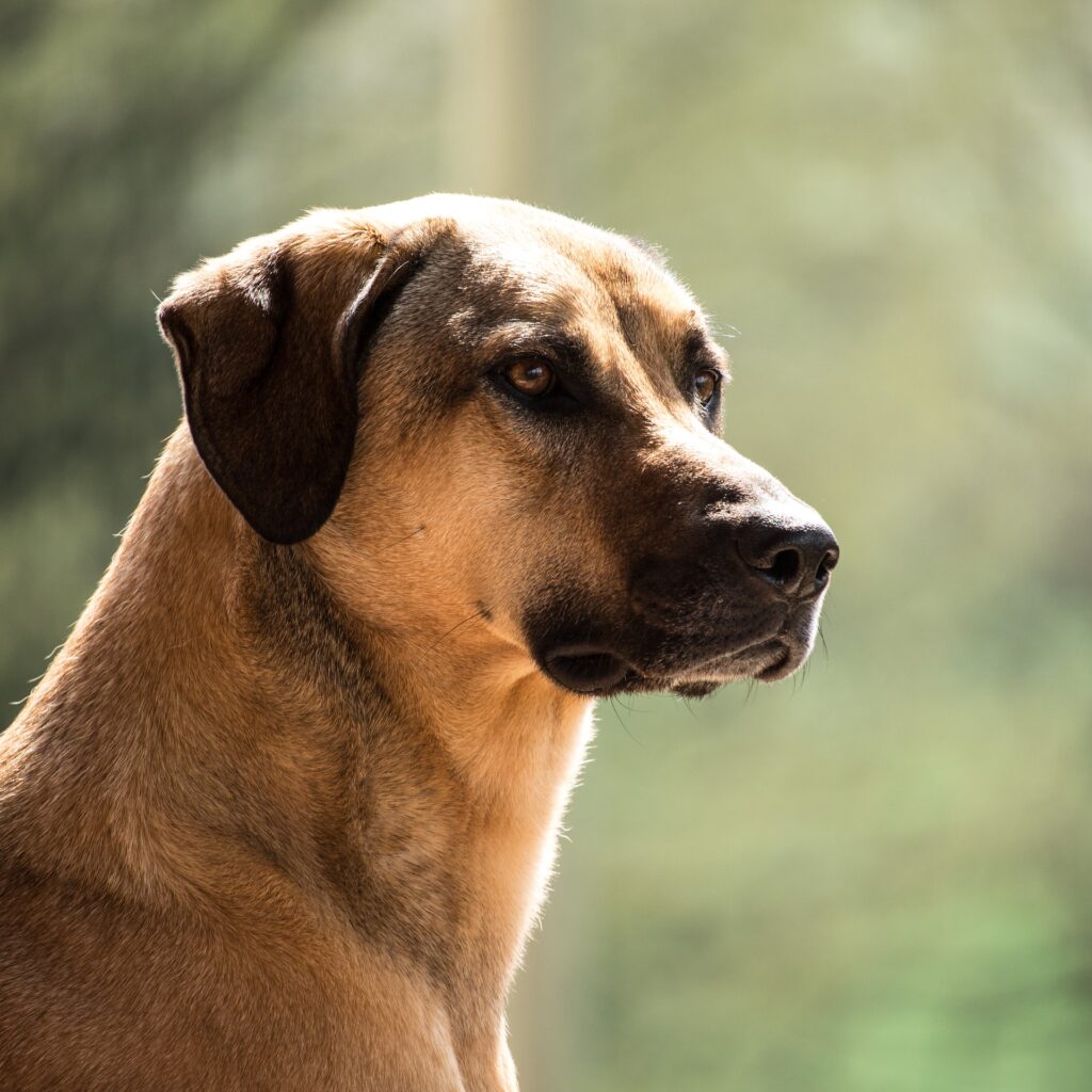 +60 Curiosidades sobre el Kangal: Un perro de grandes proporciones